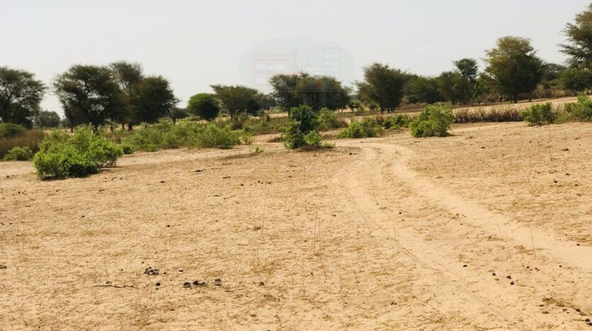 Terrain agricole de 1 hectare. Diwaan Immo