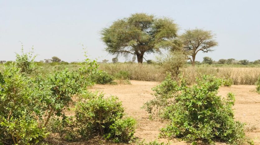 Terrain agricole de 1 hectare. Diwaan Immo