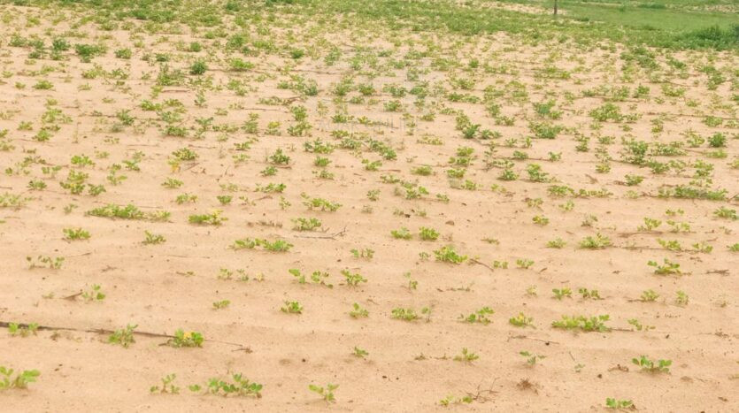 Terrain agricole de 1 hectare. Diwaan Immo