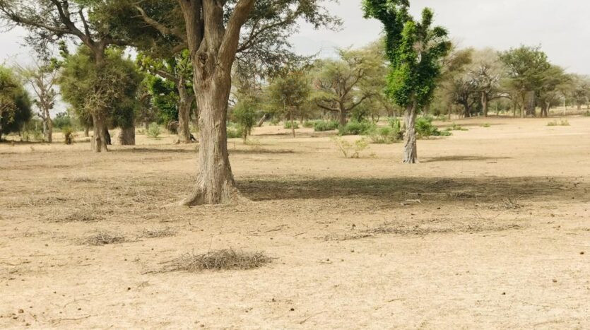 Terrain agricole de 8,2 hectares. Diwaan Immo
